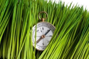 Rimu Marketing marketing services for small businesses